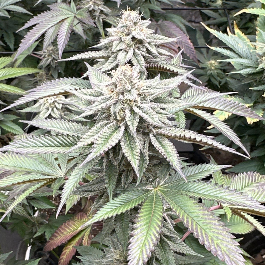 MAC1 Steckling Steckling Lucky Hemp