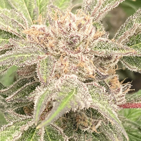 MAC1 Steckling Steckling Lucky Hemp