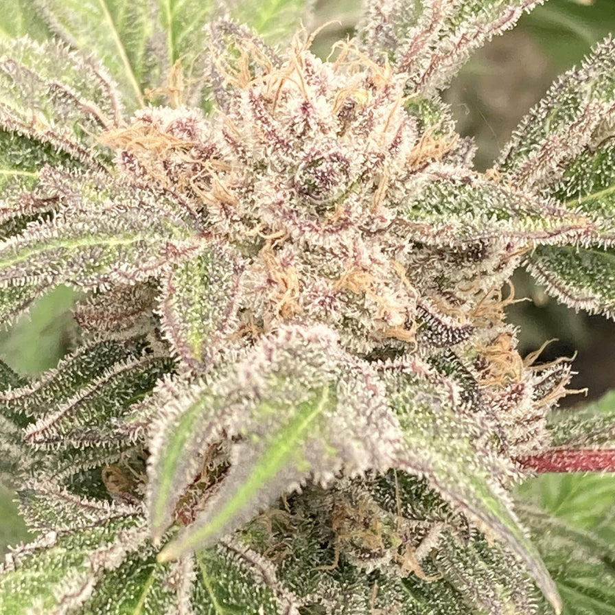 MAC1 Steckling Steckling Lucky Hemp