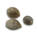 Amnesia Haze Samen Feminisiert Samen Lucky Hemp