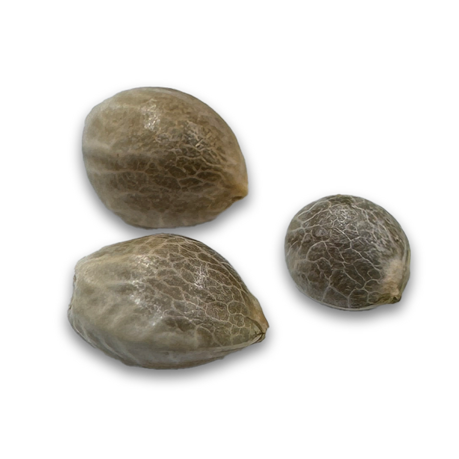 Amnesia Haze Samen Feminisiert Samen Lucky Hemp