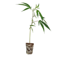 MAC1 Steckling Steckling Lucky Hemp