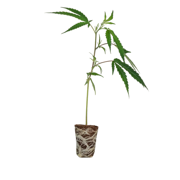 MAC1 Steckling Steckling Lucky Hemp