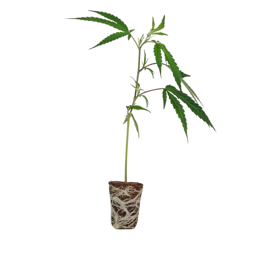 MAC1 Steckling Steckling Lucky Hemp