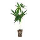 Critical + 2.0 Steckling Steckling Lucky Hemp