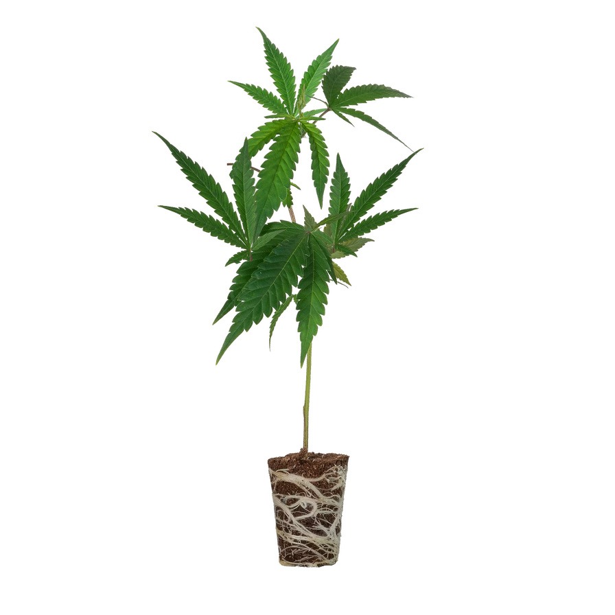 Critical + 2.0 Steckling Steckling Lucky Hemp