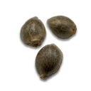 Strawberry Tart Samen Feminisiert Samen Lucky Hemp