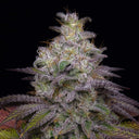 Do-Si-Dos Samen Feminisiert Samen Lucky Hemp