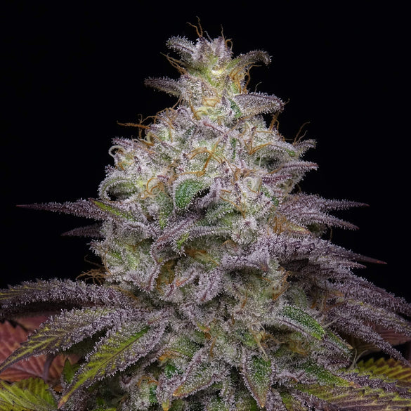 Do-Si-Dos Samen Feminisiert Samen Lucky Hemp