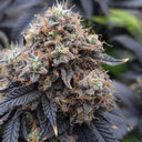 Do-Si-Dos Samen Feminisiert Samen Lucky Hemp