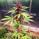 Gelato Samen Automatik Samen Lucky Hemp