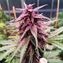 Gelato Samen Automatik Samen Lucky Hemp