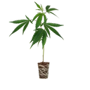 Girl Scout Cookies Steckling Steckling Lucky Hemp