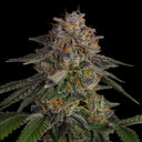 LA Kush Cake Samen Feminisiert Samen Lucky Hemp