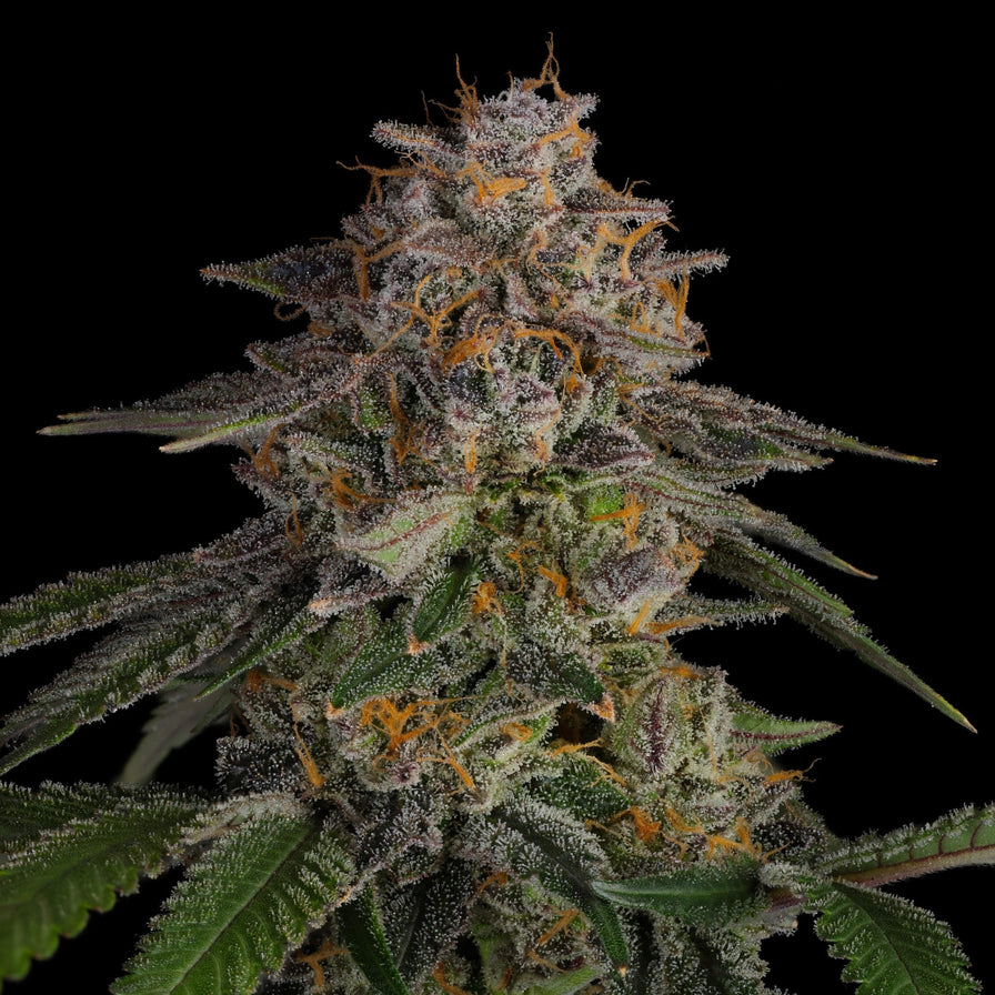 LA Kush Cake Samen Feminisiert Samen Lucky Hemp