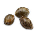 LA Kush Cake Samen Feminisiert Samen Lucky Hemp