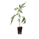 OG Kush Steckling Steckling Lucky Hemp