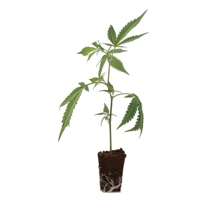 OG Kush Steckling Steckling Lucky Hemp