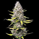 Super Silver Haze Samen Feminisiert Samen Lucky Hemp