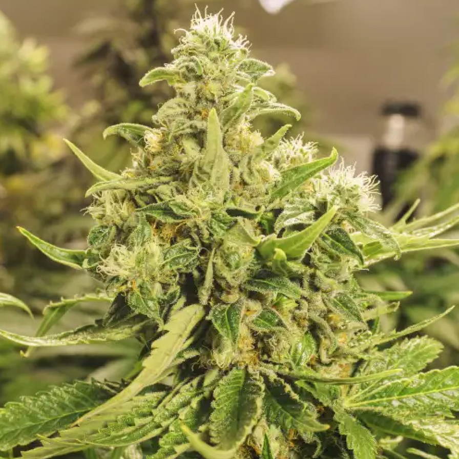 Pure CBG Samen Feminisiert Samen Lucky Hemp