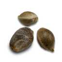 Skittlez Samen Feminisiert Samen Lucky Hemp