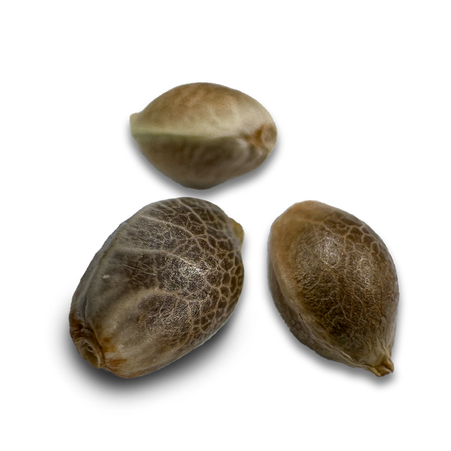 Skittlez Samen Feminisiert Samen Lucky Hemp