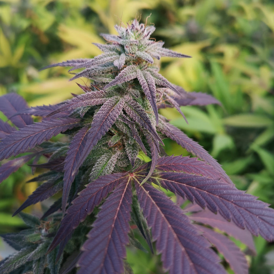 Skittlez Samen Automatik Samen Lucky Hemp