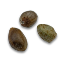 Skittlez Samen Automatik Samen Lucky Hemp