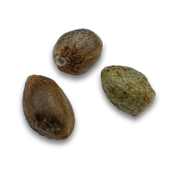 Skittlez Samen Automatik Samen Lucky Hemp