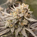 Sour Diesel Samen Automatik Samen Lucky Hemp