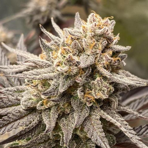 Sour Diesel Samen Automatik Samen Lucky Hemp