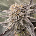 Sour Diesel Samen Automatik Samen Lucky Hemp