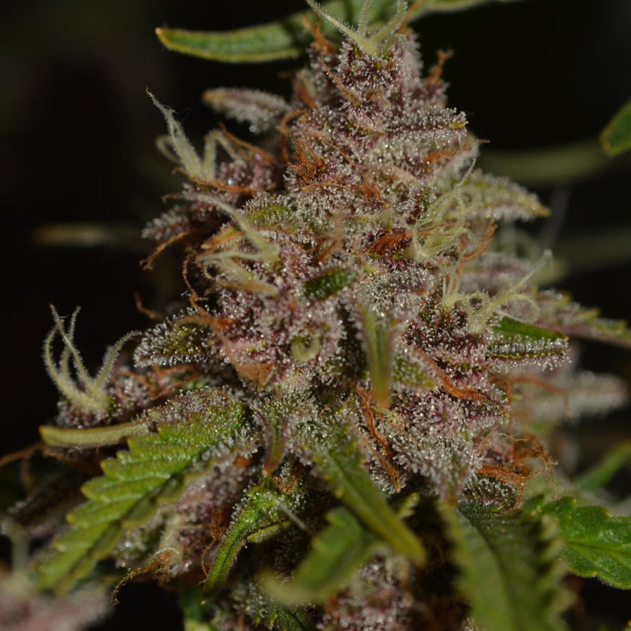 Strawberry Tart Samen Feminisiert Samen Lucky Hemp