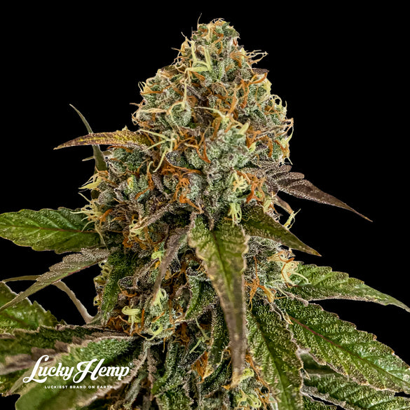 Sunset Sherbet US Samen Feminisiert Samen Lucky Hemp