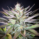 White Fire OG Samen Automatik Samen Lucky Hemp