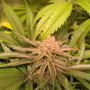 White Widow Samen Feminisiert Samen Lucky Hemp