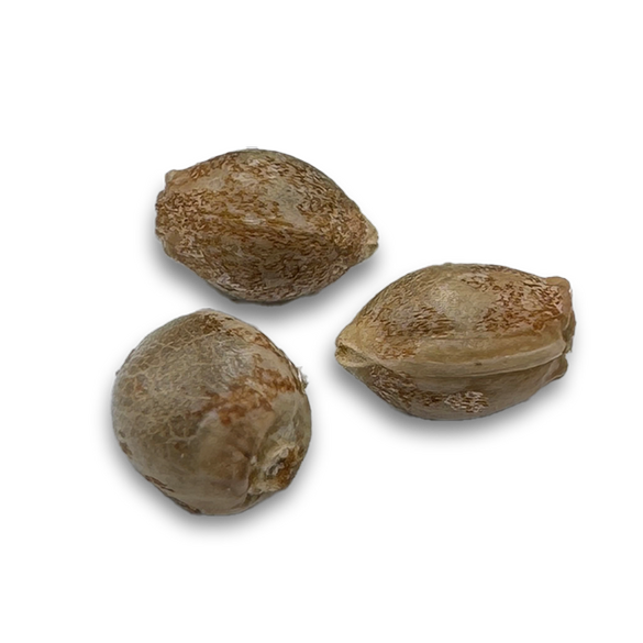 White Widow Samen Feminisiert Samen Lucky Hemp