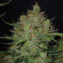 Critical + 2.0 Steckling Steckling Lucky Hemp