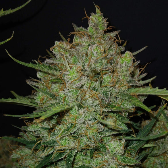 Critical + 2.0 Steckling Steckling Lucky Hemp