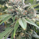 Pure CBG Samen Feminisiert Samen Lucky Hemp