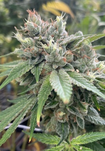 Pure CBG Samen Feminisiert Samen Lucky Hemp