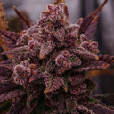 Purple Haze Samen Automatik Samen Lucky Hemp
