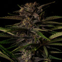 Purple Haze Samen Automatik Samen Lucky Hemp