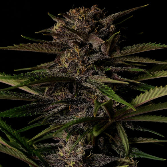 Purple Haze Samen Automatik Samen Lucky Hemp