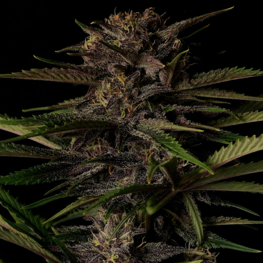 Purple Haze Samen Automatik Samen Lucky Hemp