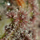 Strawberry Tart Samen Feminisiert Samen Lucky Hemp