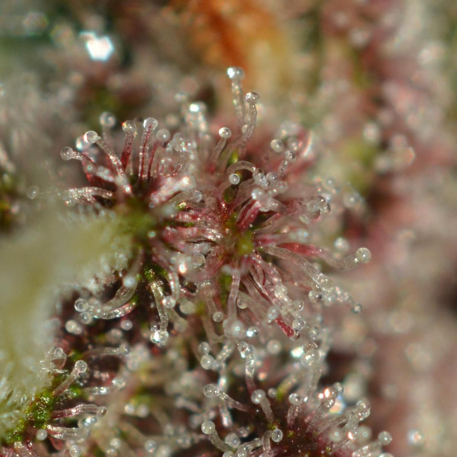 Strawberry Tart Samen Feminisiert Samen Lucky Hemp