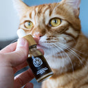 Lachs CBD-Öl Öle Lucky Hemp