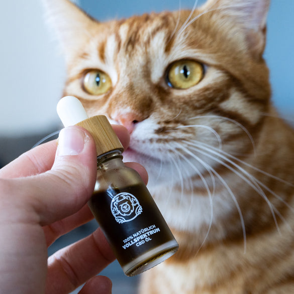 Lachs CBD-Öl Öle Lucky Hemp