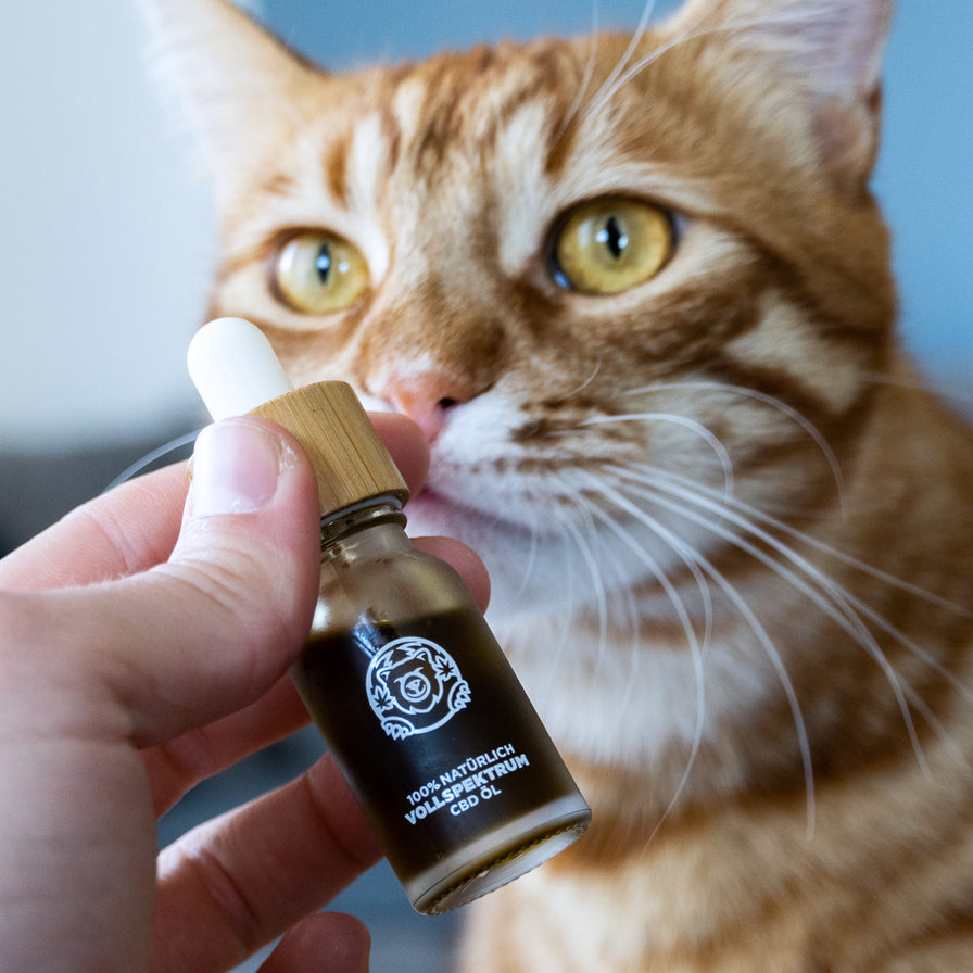 Lachs CBD-Öl Öle Lucky Hemp